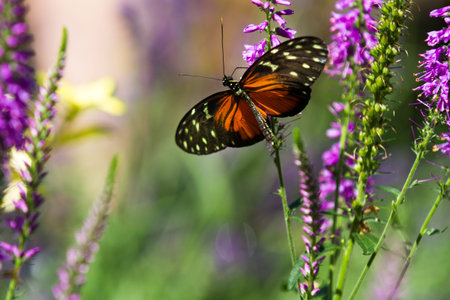 Shallow depth of field shot of a butterfly in some purple flowers