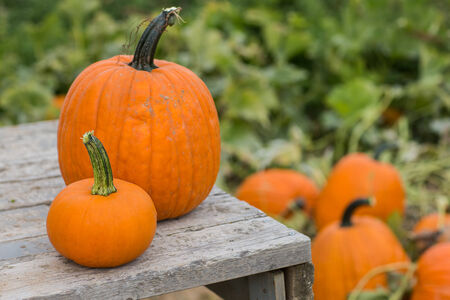 Halloween time when you get to find your own pumpkinsの写真素材