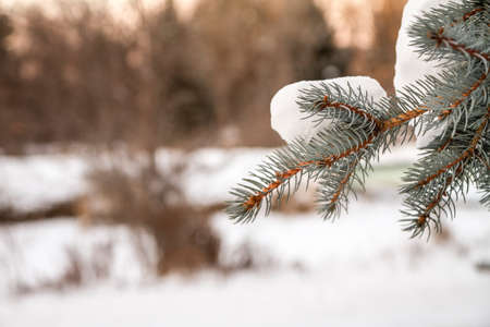 snow covered tree in a park during a cold winterの写真素材