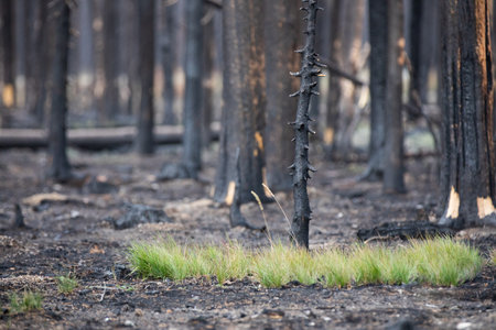 destruction and rebirth from a recent forest fireの写真素材