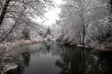 snow in the forestの写真素材