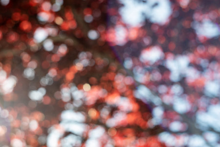 defocused trees and leaves to use as a background