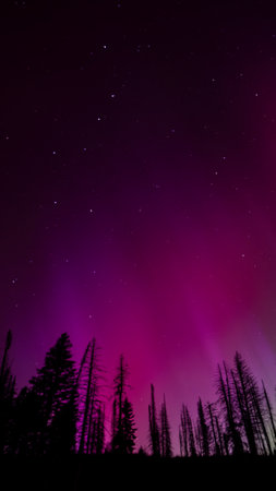 aurora over the forestの写真素材