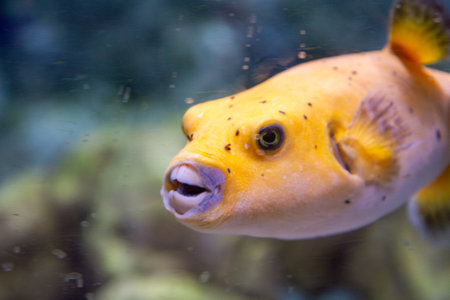 A yellow fish with a mouth open is swimming in a tankの写真素材