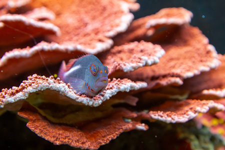 A small fish is sitting on a coral reef