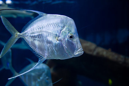 A fish is swimming in a tank with other fishの写真素材