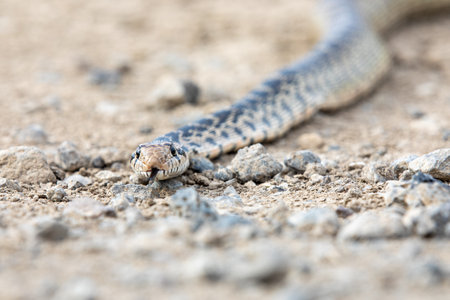 A snake is on the ground with its head downの写真素材