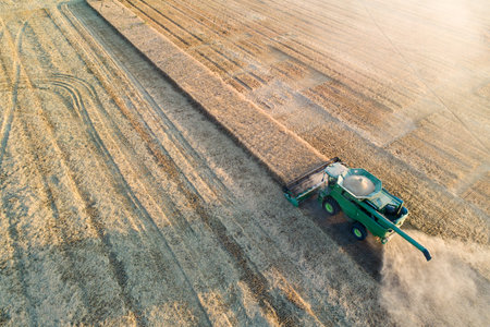 A green combine harvester is driving through a field of grain.の写真素材