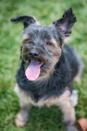 beautiful yorkshire posing and playing nice in a garden with grass and trees.の写真素材