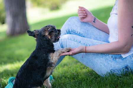 young woman playing affectionately with small dog of the yorkshire breed in garden with grass and trees.の写真素材