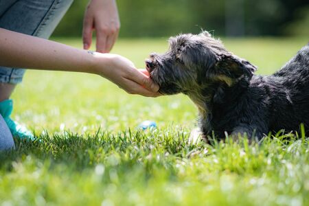 young woman playing affectionately with small dog of the yorkshire breed in garden with grass and trees.の写真素材