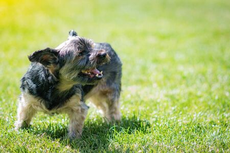 beautiful yorkshire posing and playing nice in a garden with grass and trees.の写真素材