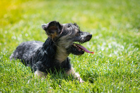 beautiful yorkshire posing and playing nice in a garden with grass and trees.の写真素材