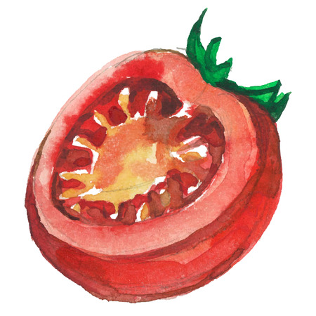 watercolor tomato on white backgroundのイラスト素材