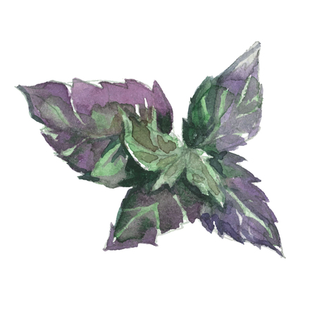 watercolor fresh violet basil isolatedのイラスト素材