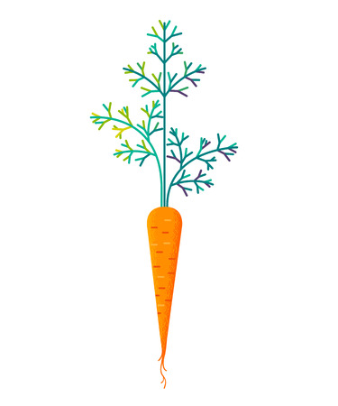 Ripe carrot icon.のイラスト素材