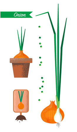 Set of images of onions, flower pot, sliced green onionsの写真素材