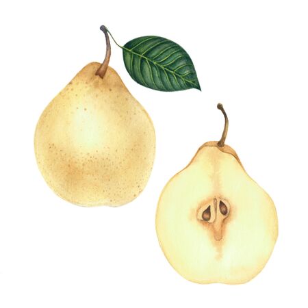 Whole pear with a leaf and half a pear isolated on white backgroの写真素材
