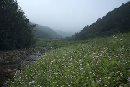 streams on the morningの写真素材