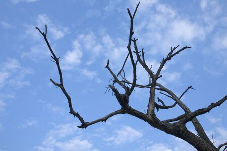 sky with treeの写真素材