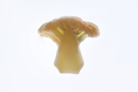 Minimalism Cauliflowerの写真素材