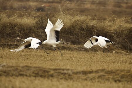 fly crane birdの写真素材