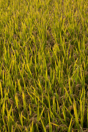 rice paddyの写真素材