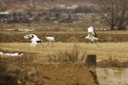 fly crane birdの写真素材