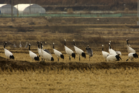 Stand sentry crane birdの写真素材