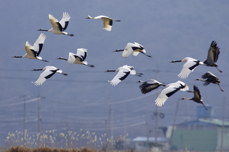 fly crane birdの写真素材