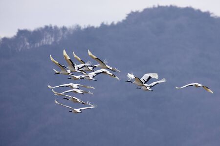 fly crane birdの写真素材
