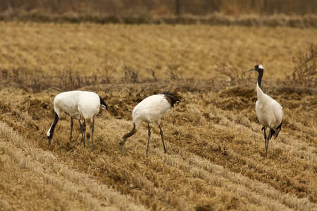 Stand sentry crane birdの写真素材