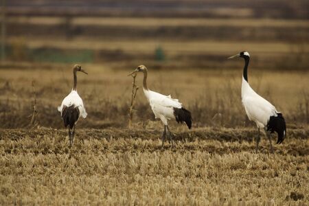 Stand sentry crane birdの写真素材