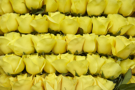 yellow roseの写真素材