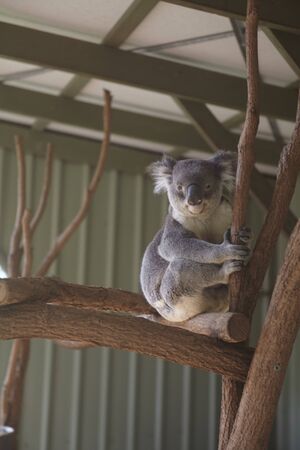 Koala of a zoo in Australiaの写真素材