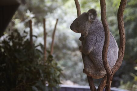 Koala of a zoo in Australiaの写真素材