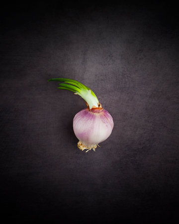 Bulb of fresh onion on black background with copy space.の写真素材