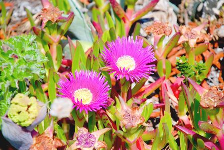 Pink flowers near Cabo da Roca, Portugalの写真素材