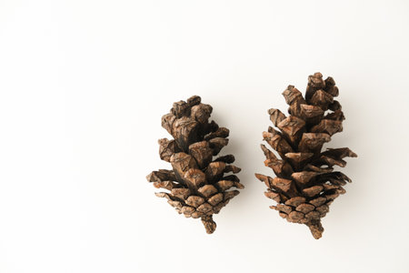Pinus, dry pine cones on white background. Copy space, selective focus.の写真素材
