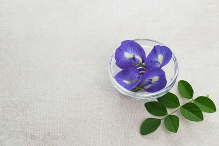 Telang flower, bunga Telang (Clitoria ternatea) is a vine that is usually found in gardens or forest edges has many health benefits.の写真素材