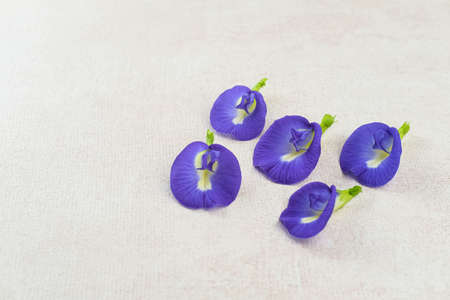 Telang flower, bunga Telang (Clitoria ternatea) is a vine that is usually found in gardens or forest edges has many health benefits.の写真素材