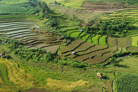 Beautiful ricefield in Kendal Village, Indonesia. Morning view