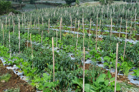 Beautiful chili plantations in the morning in Temanggung (Desa Bansari), Indonesia.