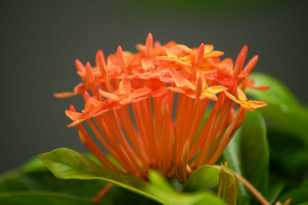 Ashoka or Asoka Orange Flowers in the garden.の写真素材