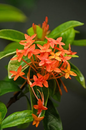 Ashoka or Asoka Orange Flowers in the garden.