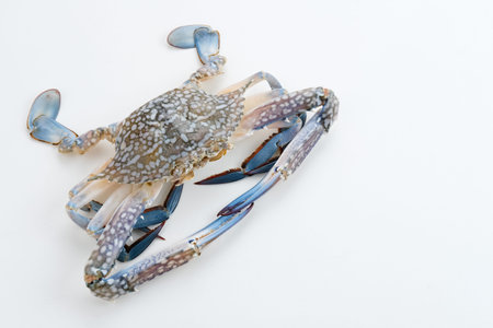 Fresh Blue Crab isolated on white background. Space for text
