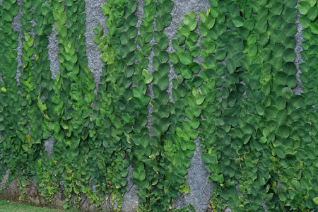 Ficus pumila, Climbing fig or Creeping fig, the ivy plants are creeping up on concrete wall in...