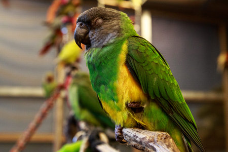 Small parrot bird