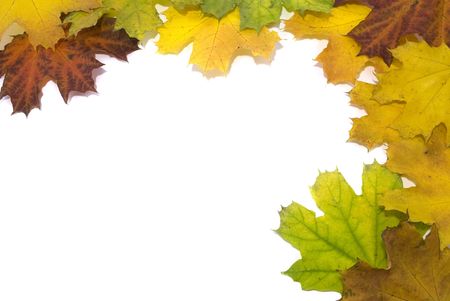 The background from autumn yellow leaves の写真素材