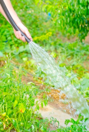 Working watering garden from hoseの写真素材